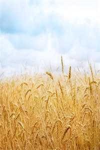 枯木逢春我逢你推荐